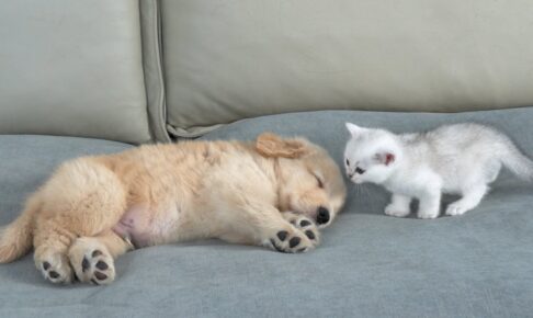爆睡中の子犬に興味津々な子猫 - 肉球ドットコム(299.com)