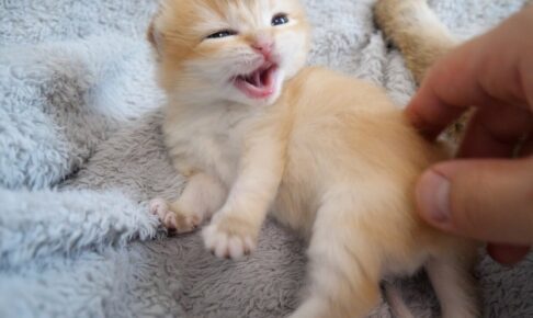 お腹をモフられるのはNGな赤ちゃん猫 - 肉球ドットコム(299.com)