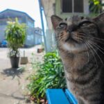 ベンチで寝ているキジトラ猫さんと癒しの時間を過ごします - 肉球ドットコム(299.com)