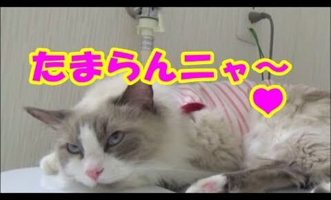 洗濯機の振動のマッサージ効果に骨抜き状態になってしまった猫 - 肉球ドットコム(299.com)