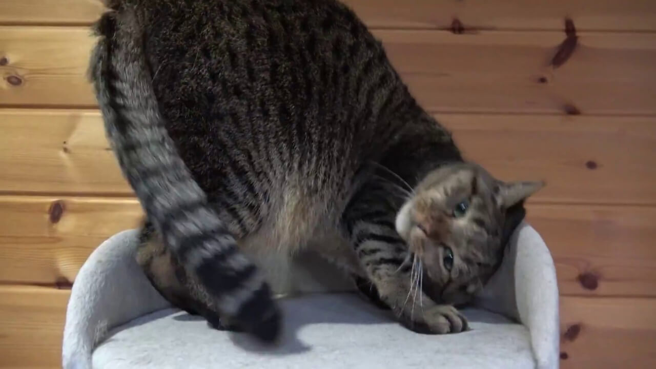 撫でてもらった時の喜び方が半端ない猫 - 肉球ドットコム(299.com)