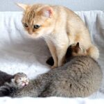 赤ちゃん猫に混じってオッパイをもらう子猫 - 肉球ドットコム(299.com)