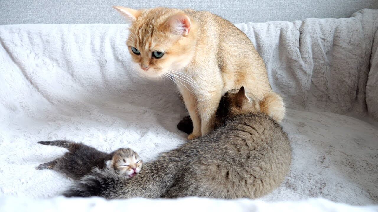 赤ちゃん猫に混じってオッパイをもらう子猫 - 肉球ドットコム(299.com)