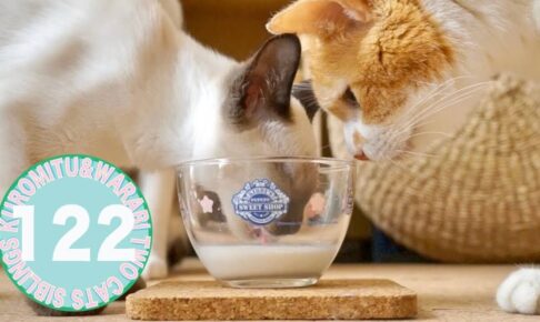 ミルクを二匹で分け合っていたら・・・ - 肉球ドットコム(299.com)