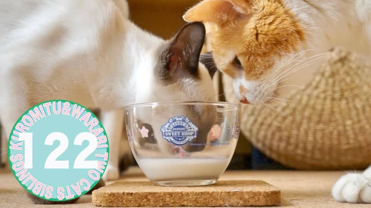 ミルクを二匹で分け合っていたら・・・ - 肉球ドットコム(299.com)