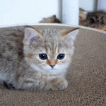 お気に入りの場所を死守する子猫 - 肉球ドットコム(299.com)