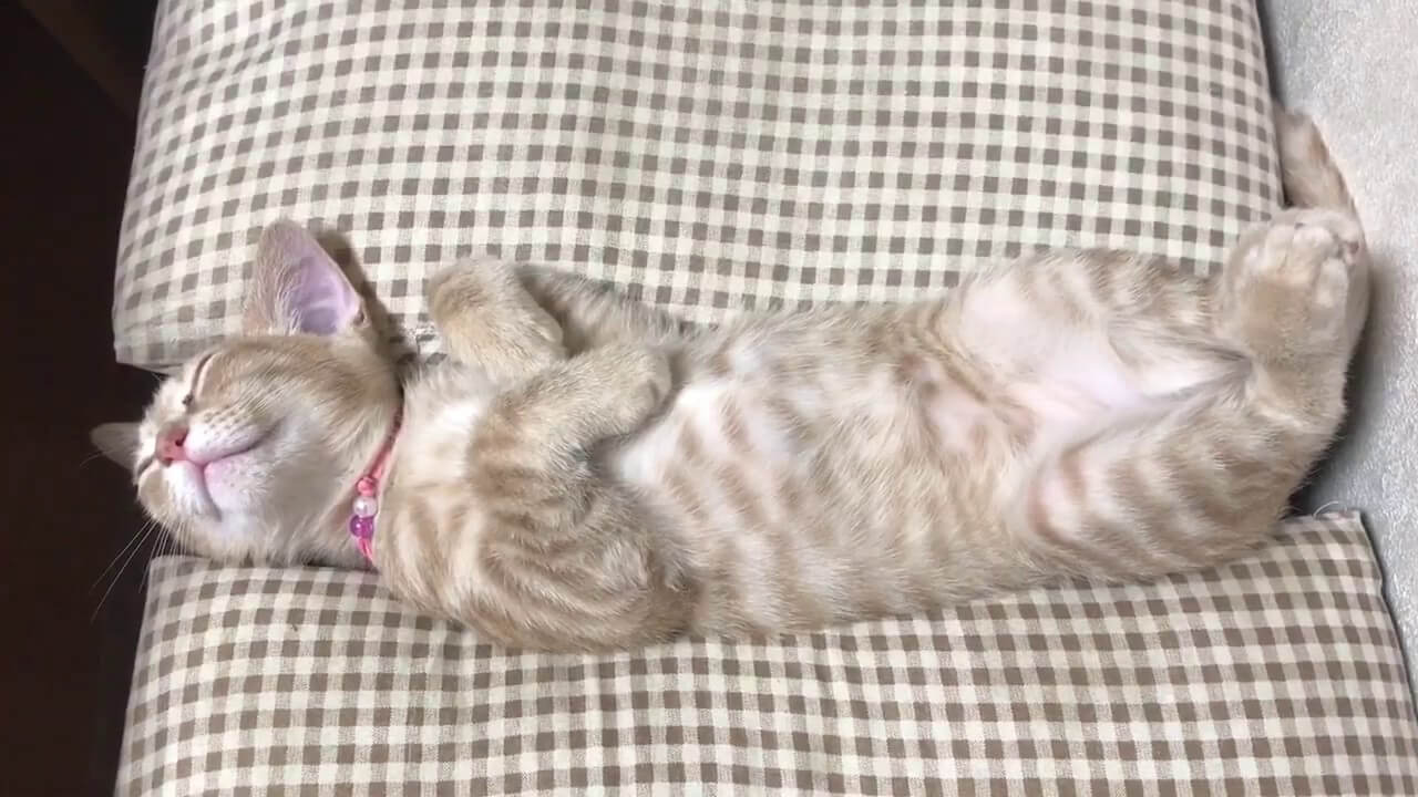子猫の爪切りは寝ている時がチャンス! - 肉球ドットコム(299.com)