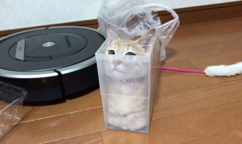 お気に入りのケースに入って変顔になっちゃう猫 - 肉球ドットコム(299.com)