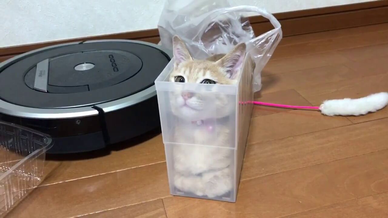 お気に入りのケースに入って変顔になっちゃう猫 - 肉球ドットコム(299.com)