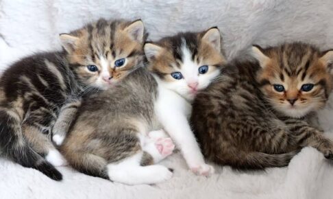 初めて寝床から外の世界へ探検に出た子猫 - 肉球ドットコム(299.com)