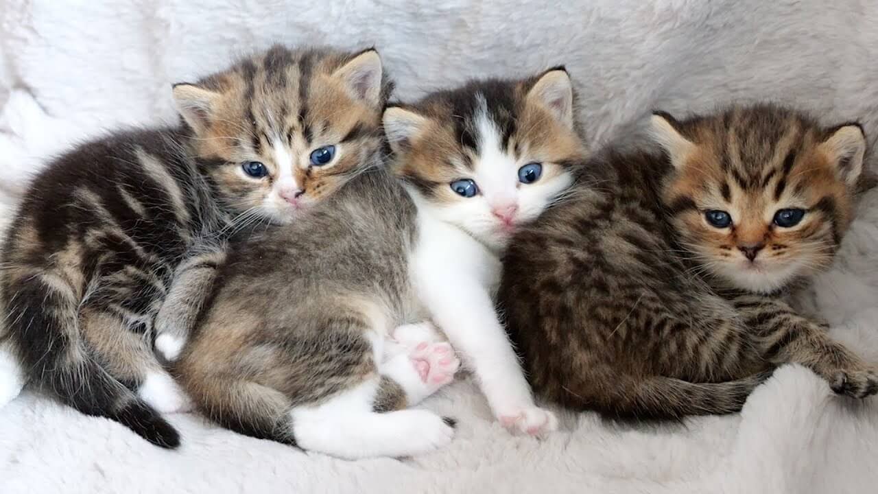 初めて寝床から外の世界へ探検に出た子猫 - 肉球ドットコム(299.com)