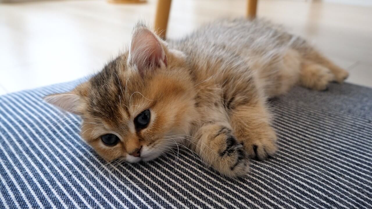 甘えん坊な子猫が甘噛みしてくると幸せな気持ちになれます - 肉球ドットコム(299.com)