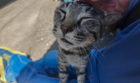 全身くまなくモフってもらって満足そうなニャンコさん - 肉球ドットコム(299.com)