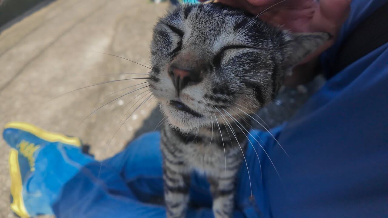 全身くまなくモフってもらって満足そうなニャンコさん - 肉球ドットコム(299.com)