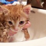 子猫のマーマレードの初めてのお風呂 - 肉球ドットコム(299.com)