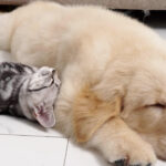 ゴールデンレトリバーの子犬の横で喉を鳴らしながら眠る子猫 - 肉球ドットコム(299.com)