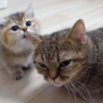 じゃれついて遊ぶ子猫達の姿は癒しそのもの - 肉球ドットコム(299.com)