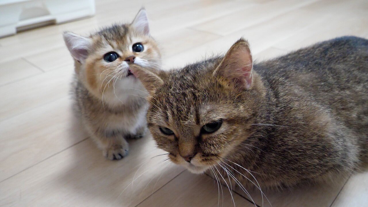じゃれついて遊ぶ子猫達の姿は癒しそのもの - 肉球ドットコム(299.com)