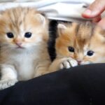 ママ猫から少しの間だけ子猫を貸してもらいました - 肉球ドットコム(299.com)