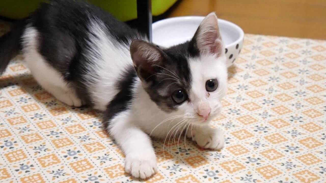 保護猫ぽぽちゃんの無邪気な様子に癒されます - 肉球ドットコム(299.com)