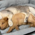 子犬への接し方が優しすぎる猫 - 肉球ドットコム(299.com)