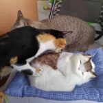 トラップに見事引っかかってしまう猫達 - 肉球ドットコム(299.com)