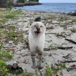 浜辺で会った野良猫達が人懐っこすぎた件 - 肉球ドットコム(299.com)