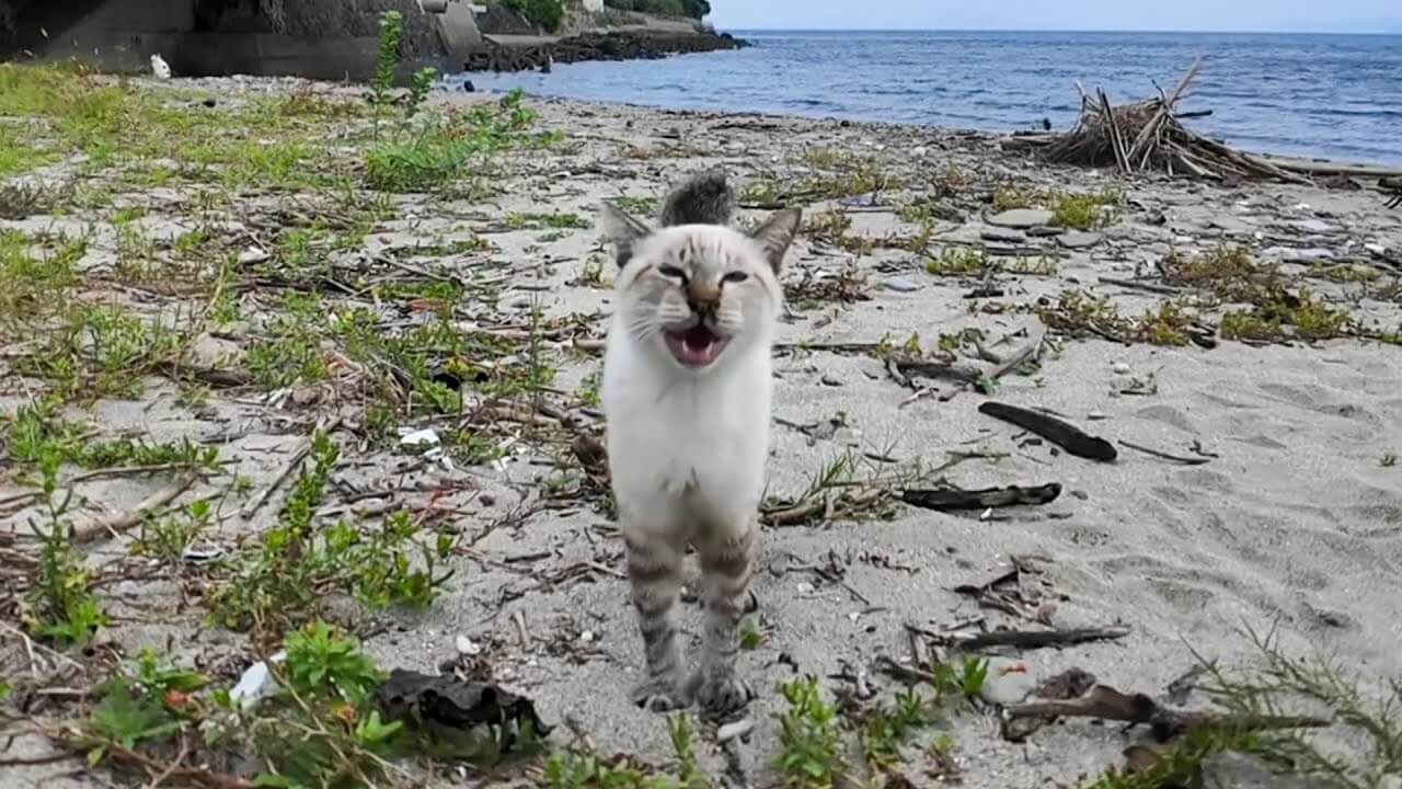 浜辺で会った野良猫達が人懐っこすぎた件 - 肉球ドットコム(299.com)