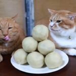 おばあちゃんの秋彼岸のまんじゅうづくりを静かに見守るニャンズ - 肉球ドットコム(299.com)