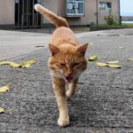 甘えん坊な性格のイケニャンくんをモフりたおした - 肉球ドットコム(299.com)