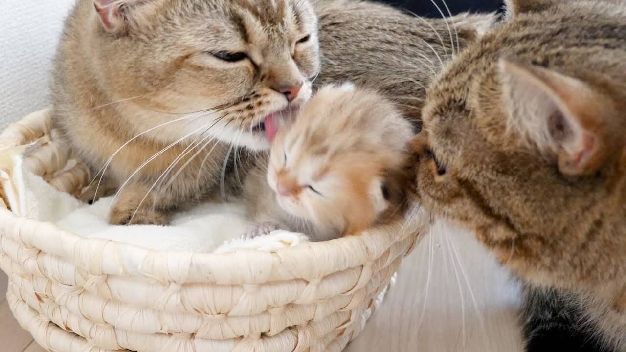 我が子にたっぷり愛情を注ぐママ猫さん - 肉球ドットコム(299.com)