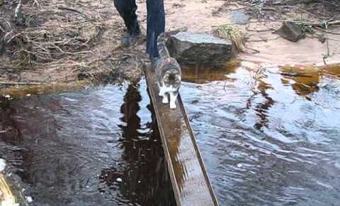 足が濡れるのを嫌がった猫さんが編み出した方法とは? - 肉球ドットコム(299.com)