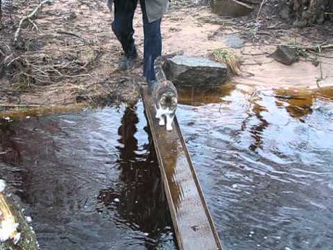 足が濡れるのを嫌がった猫さんが編み出した方法とは? - 肉球ドットコム(299.com)