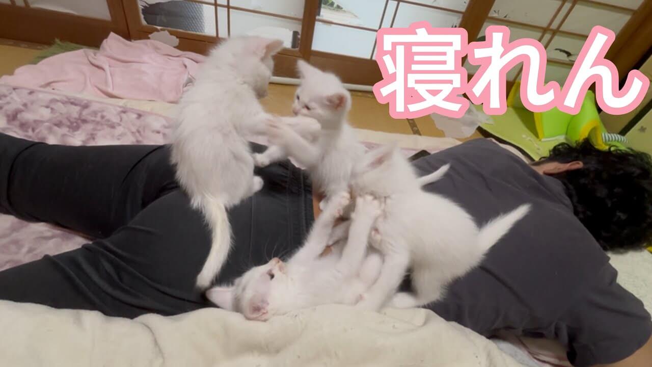 背中の上で子猫たちが暴れても目覚めない旦那さん - 肉球ドットコム(299.com)