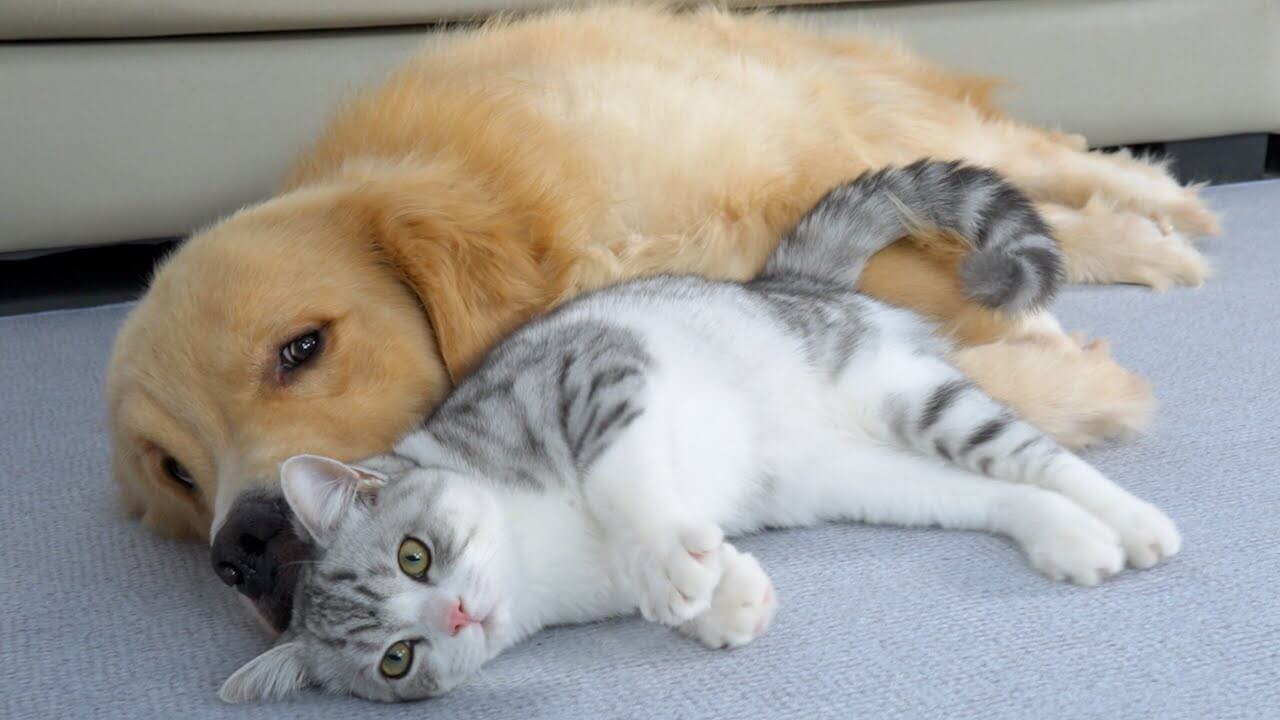 ゴールデンレトリバーに育てられた子猫はおとなになっても甘えん坊です - 肉球ドットコム(299.com)