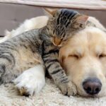 ゴールデンレトリバーのお昼寝を邪魔してしまう猫 - 肉球ドットコム(299.com)