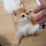 飼い主さんに遊び相手になってもらいゴキゲンな子猫 - 肉球ドットコム(299.com)