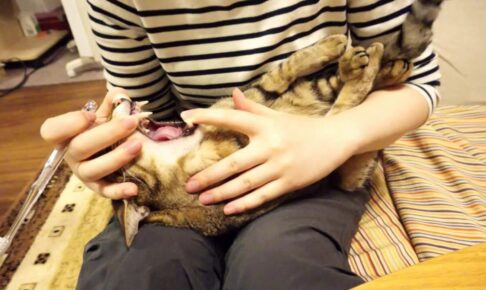 おやつをもらうためなら歯磨きだって我慢するニャ! - 肉球ドットコム(299.com)