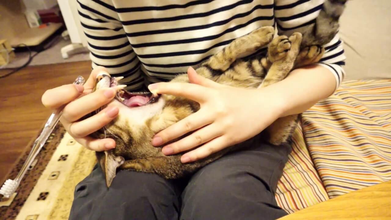 おやつをもらうためなら歯磨きだって我慢するニャ! - 肉球ドットコム(299.com)