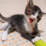 元気いっぱいな子猫のユメちゃんとチコちゃん - 肉球ドットコム(299.com)