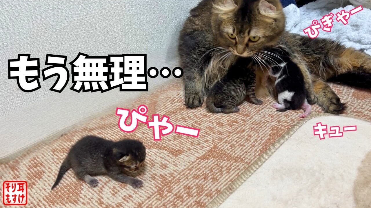 力をあわせて一緒に子育てをするアメリカンカールの夫婦 - 肉球ドットコム(299.com)