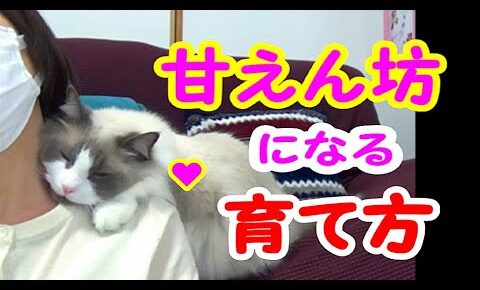 ごはんやおやつをゲットしたい時にはママに甘えれば良いことを学んだ猫 - 肉球ドットコム(299.com)