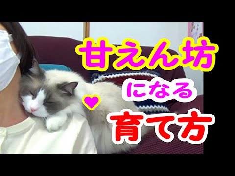 ごはんやおやつをゲットしたい時にはママに甘えれば良いことを学んだ猫 - 肉球ドットコム(299.com)