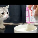 初めての子猫用ミルクになかなか手をつけない用心深い子猫 - 肉球ドットコム(299.com)