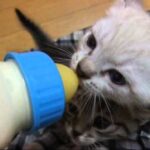 哺乳瓶を巡って繰り広げられる激しい攻防戦 - 肉球ドットコム(299.com)