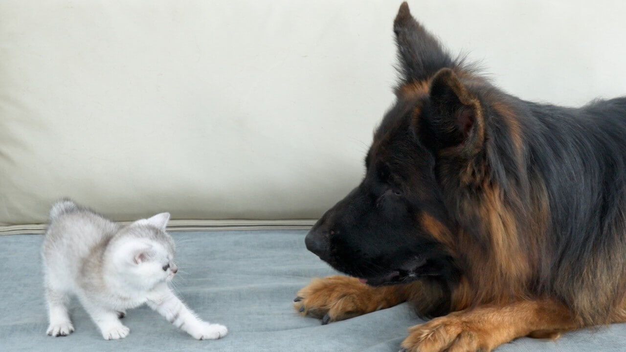 子猫が大型犬に心を許すまで - 肉球ドットコム(299.com)