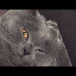 顔の大きなロシアンの猫さんがイケニャンすぎ〜 - 肉球ドットコム(299.com)