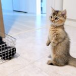 洗濯機の騒音にビビりまくりな子猫 - 肉球ドットコム(299.com)