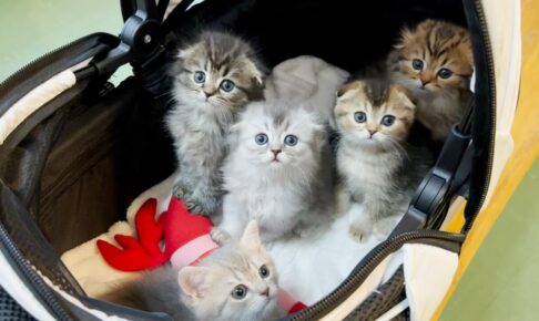 子猫たちの初めての外出は動物病院へ - 肉球ドットコム(299.com)