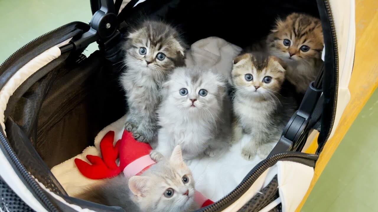 子猫たちの初めての外出は動物病院へ - 肉球ドットコム(299.com)